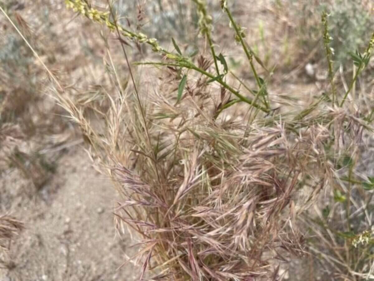 Closeup of cheatgrass