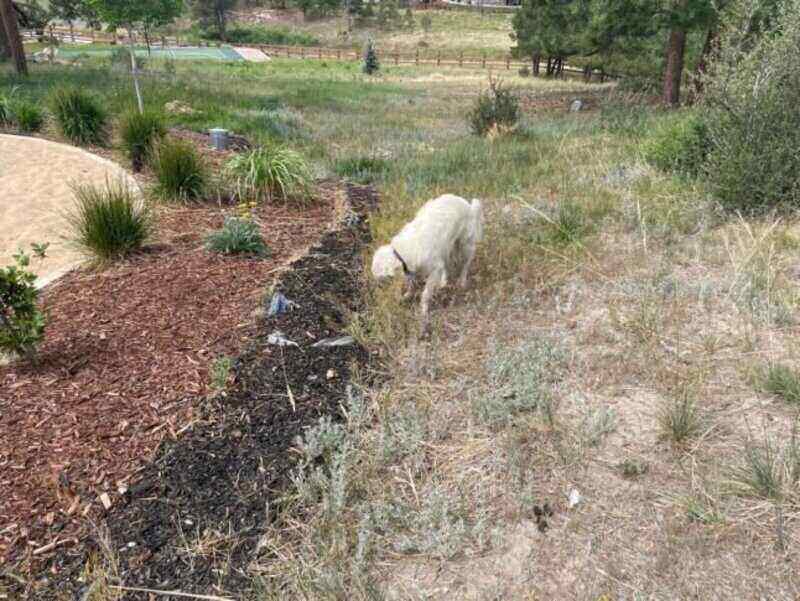 White dog sniffing near mulched landscaping beside a dry yard overgrown with cheatgrass, scattered shrubs, and trees.