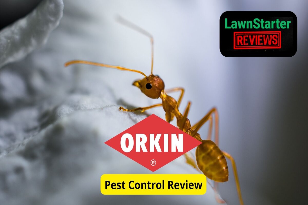 Text: Orkin Pest Control Review | Background Image: Brown Ant in Image