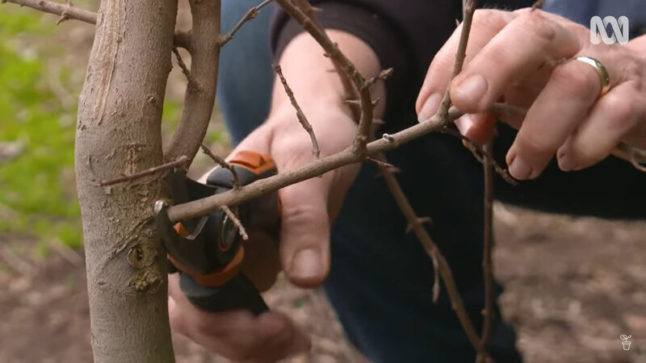 Pruning a decidous tree