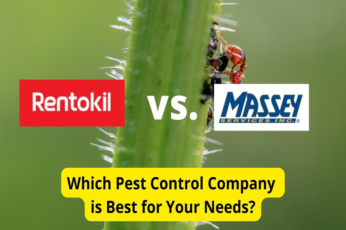 Text: Rentokil vs Massey Services | Background Image: Brown Ants on leaf