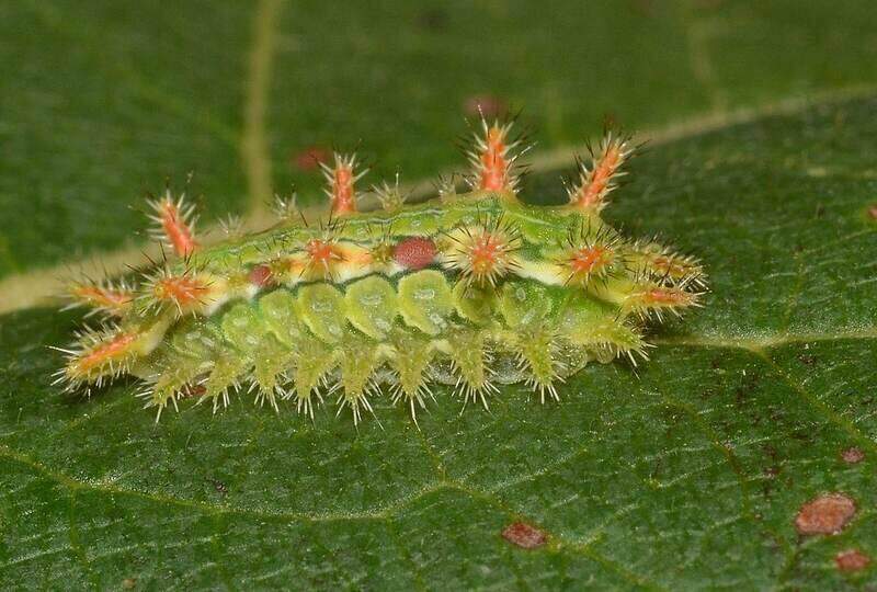 spiny oak-caterpillar