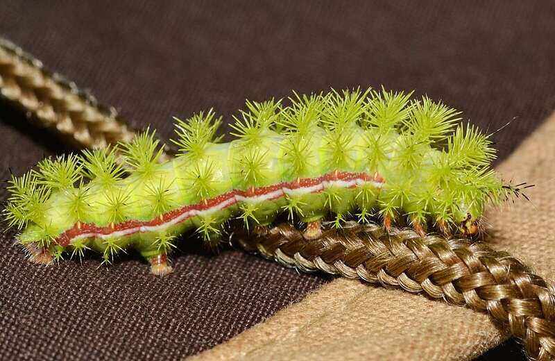 Io_Moth_caterpillar
