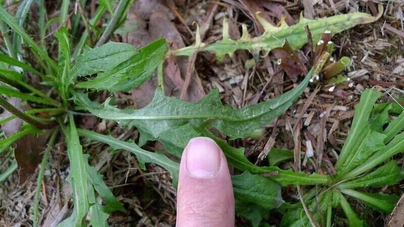 Dandelion Leaves