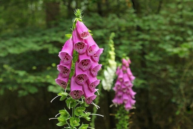 Foxglove plant