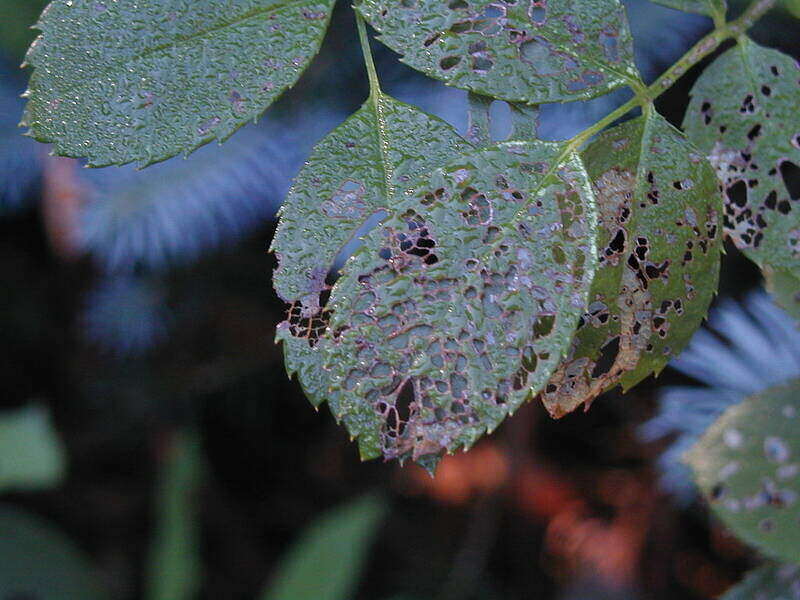 Damage to rose leaves by japanese beetles