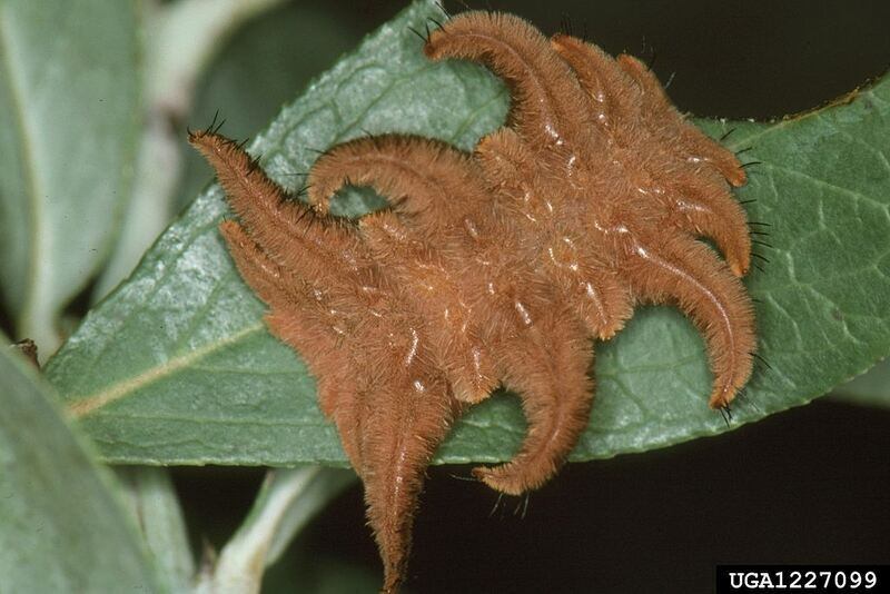 phobetron_pithecium_larva