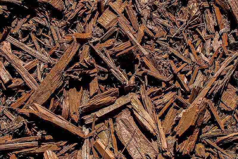 Wood chip mulch