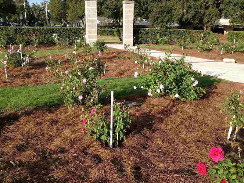 Pine straw in garden