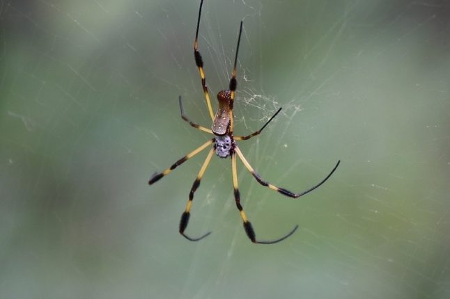 Spider