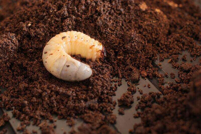 Japanese beetle grub