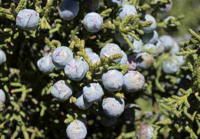 Juniperus osteosperma