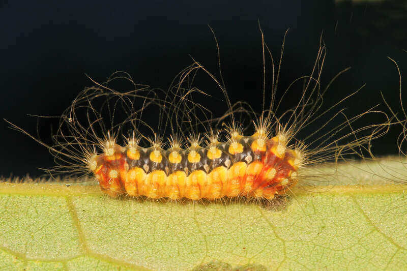 White Flannel Moth caterpillar