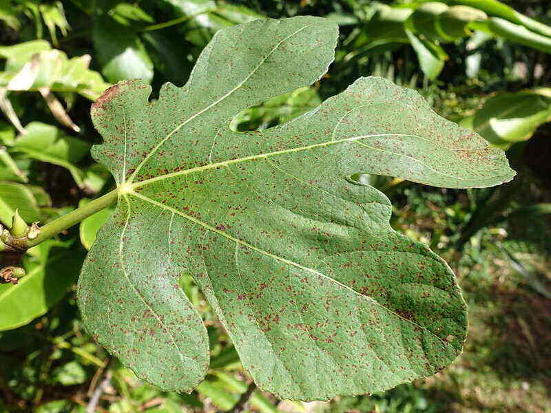 Fig Rust