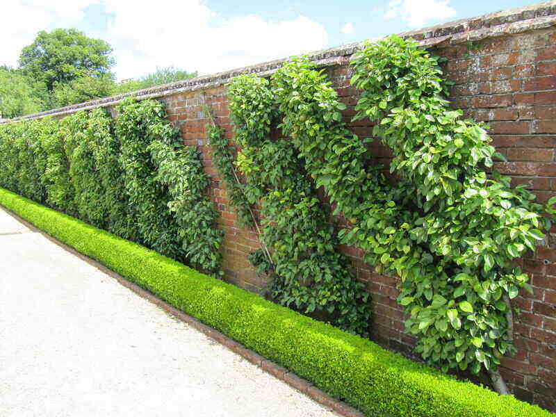 frit trees for espalier