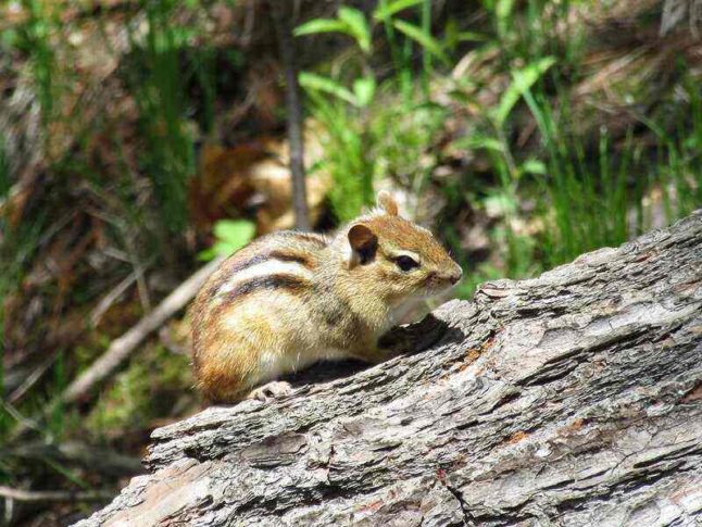 Chipmunk