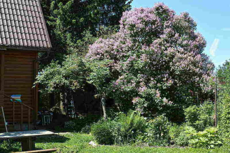 How to Prune Lilac Bushes Like a Pro
