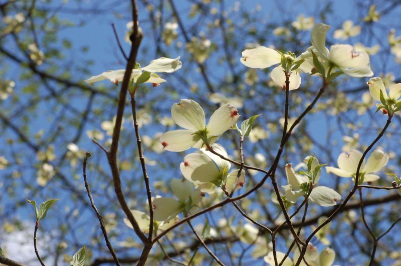 closeup of flowering dogwood