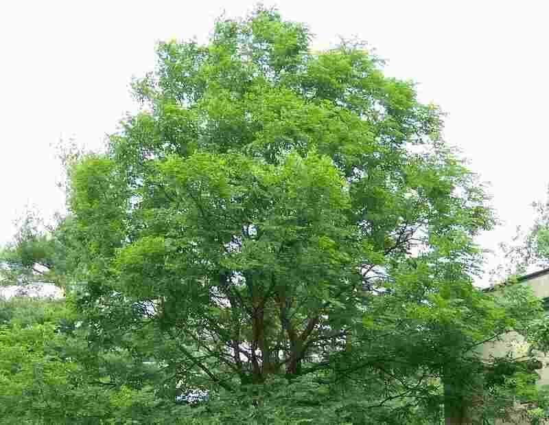 a tall tree of gymnocladus dioicus