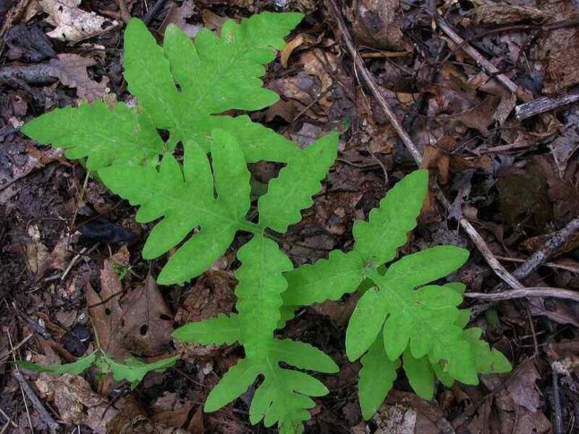 Sensitive Fern Plant