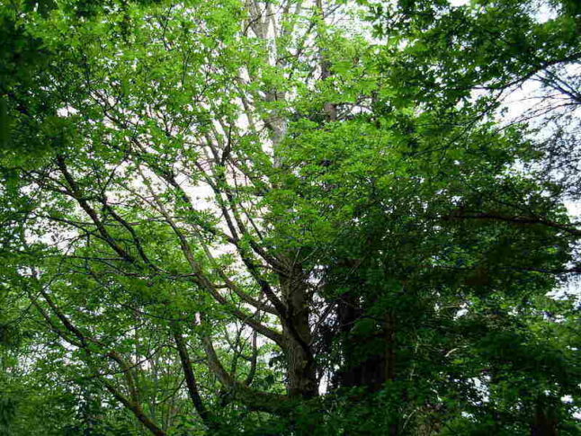 Big Leaf Maple