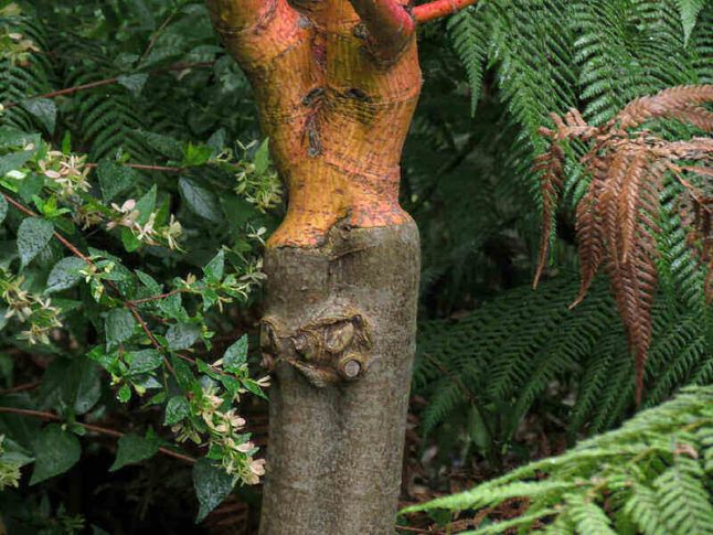 How to Espalier a Fruit Tree