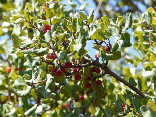 Hollyleaf cherry
