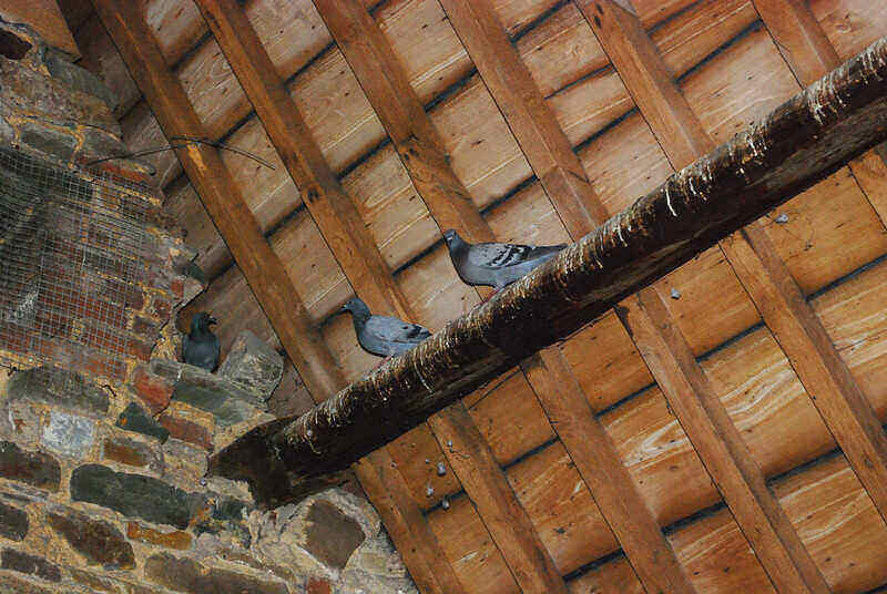 Getting Rid of Dead Animal Smell Lawnstarter