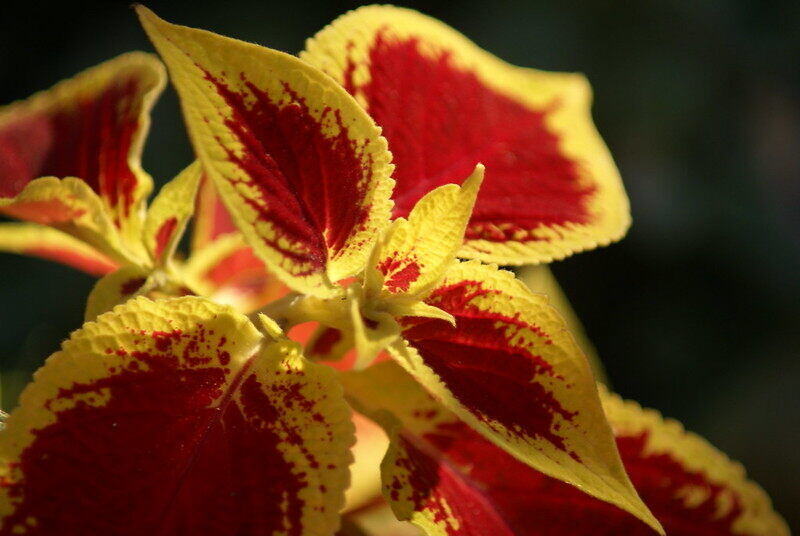 Variegated plants