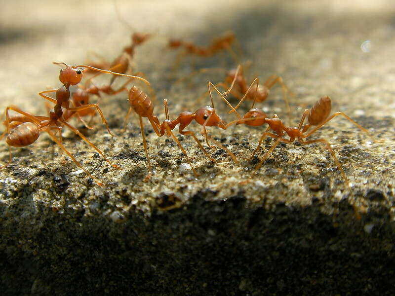 Fire ant infestation