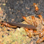 Termite Control: How Identify and Get Rid of Termites
