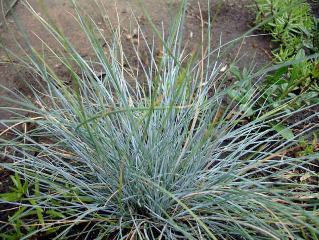 Blue fescue