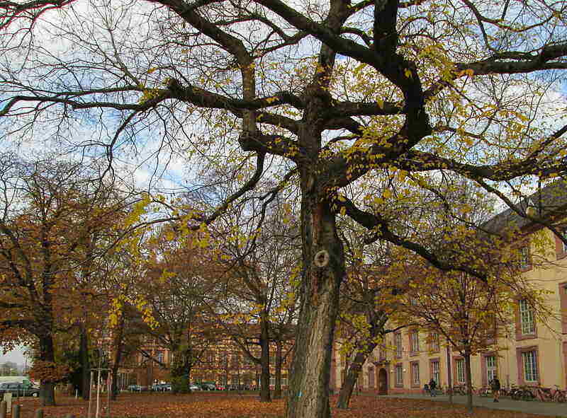 Celtis occidentalis