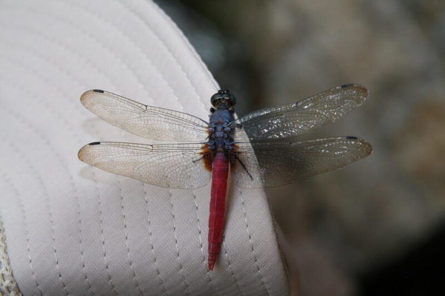 Dragonfly