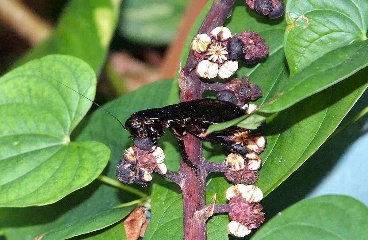 Palmetto Bug Eating Schefflera Flowers