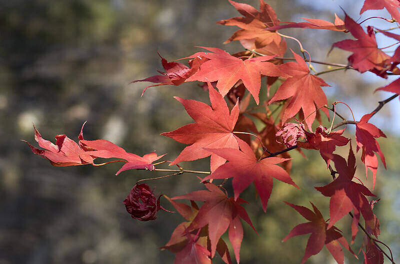 Japanese maple leaves