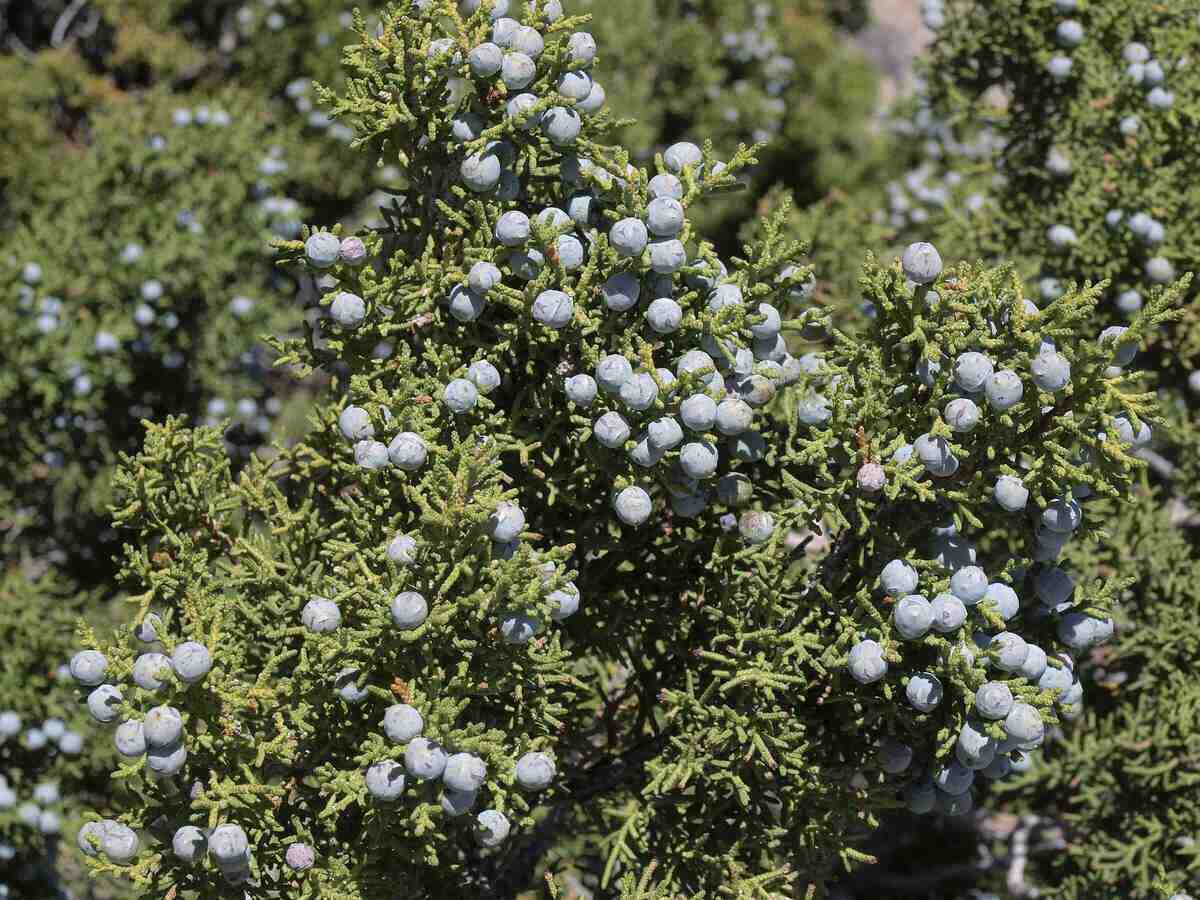 Utah Juniper