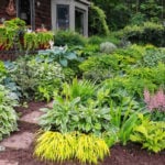 10 Best Shade Garden Plants