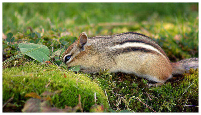 Chipmunk biting on shrubs