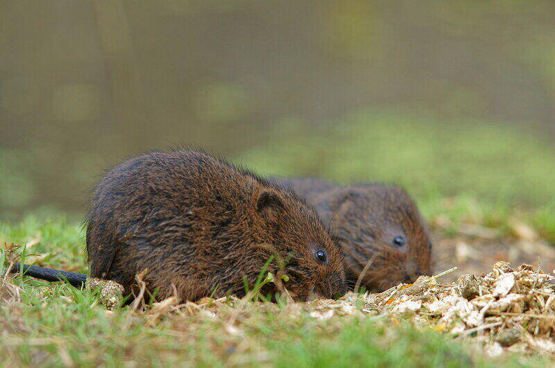 Voles 