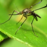 What Eats Mosquitoes in Your Lawn?
