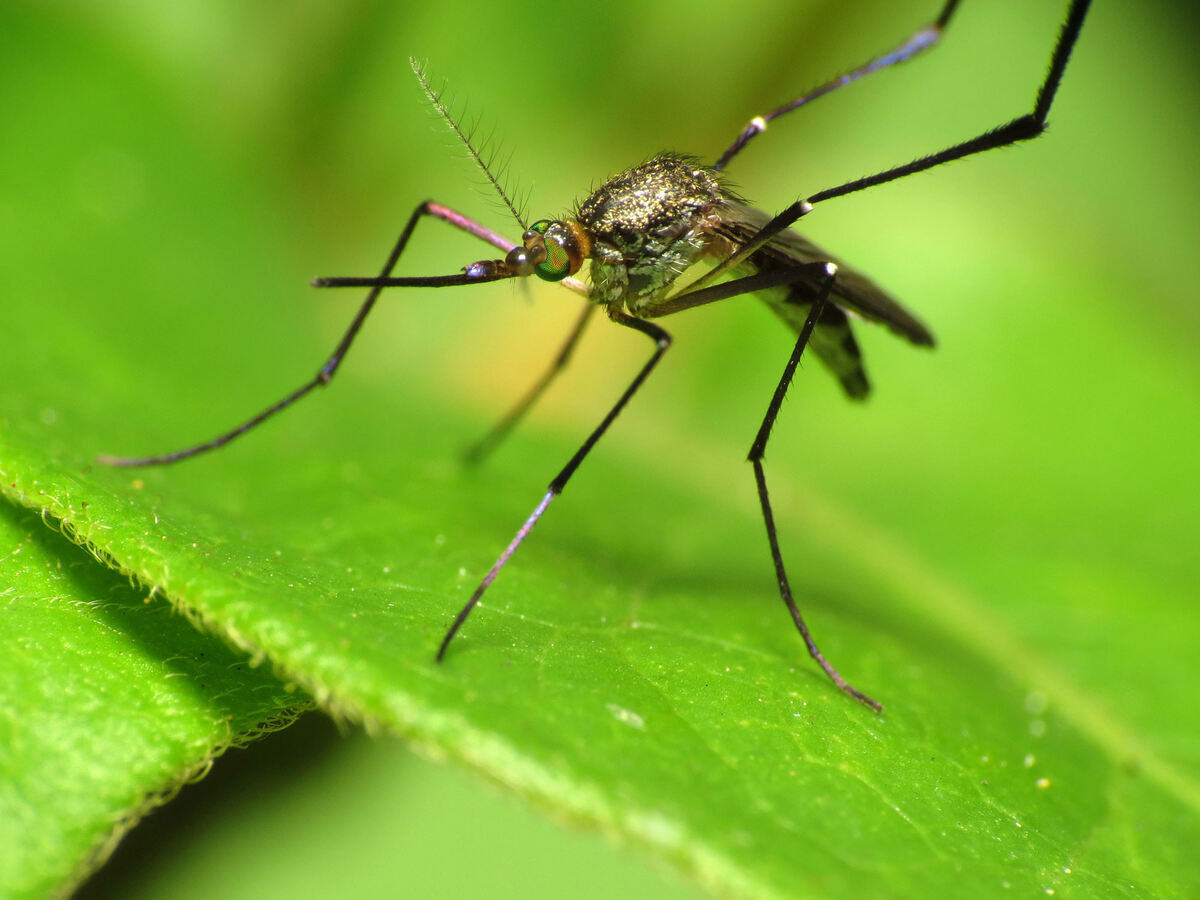 Mosquitos