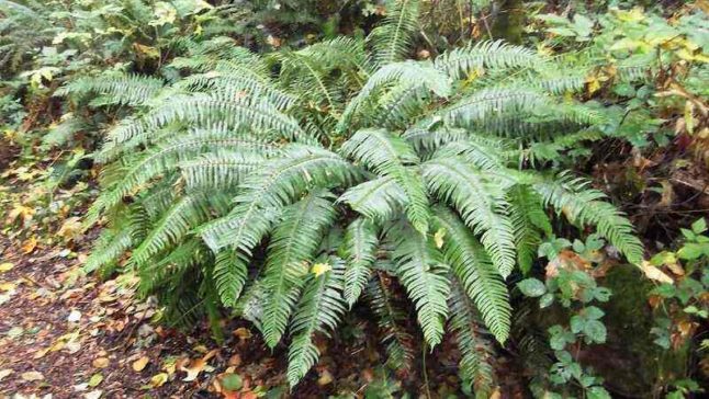 Western sword fern