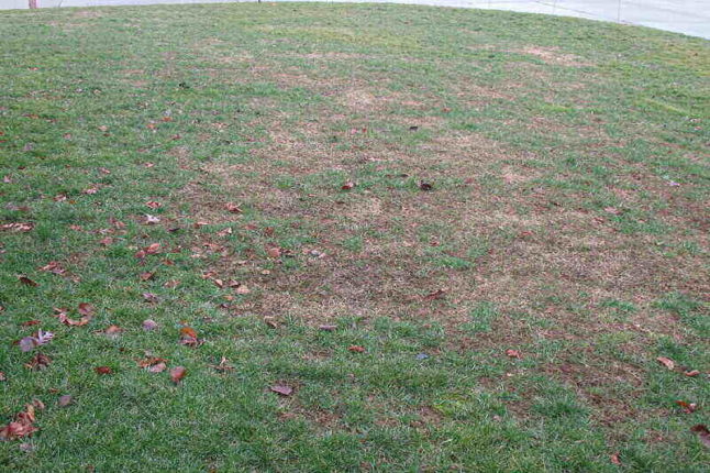 Lawn in need of restoration