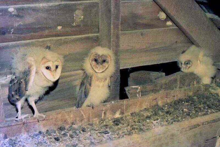 Getting Rid of Dead Animal Smell Lawnstarter