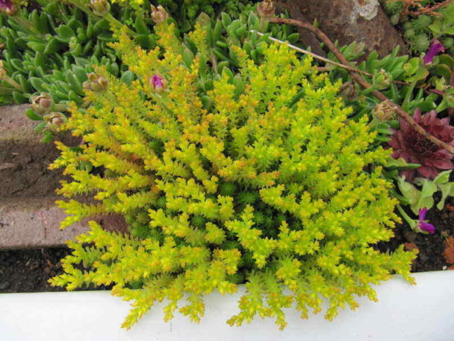 Sedum acre