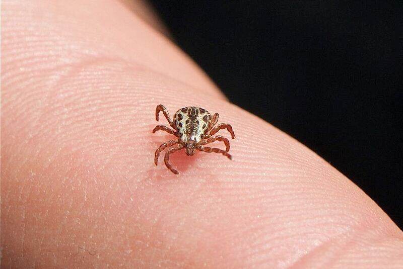 Dog Tick on skin