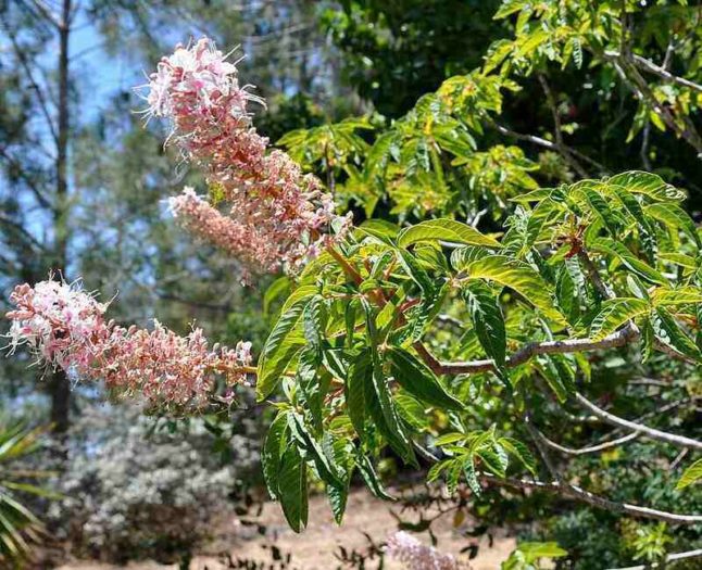 aesculus_californica