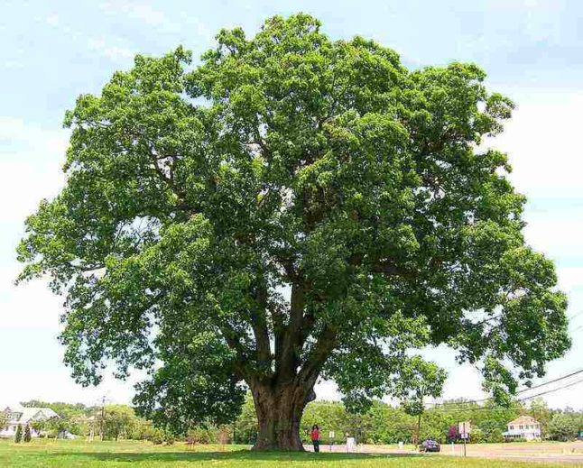 Big Oak Tree