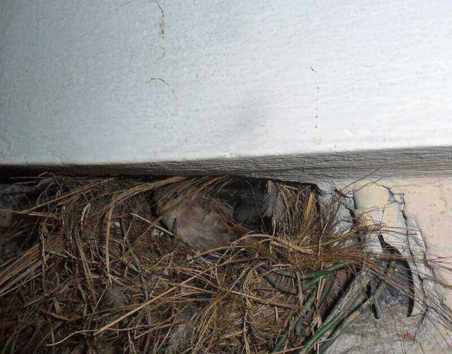 Getting Rid of Dead Animal Smell - Lawnstarter Getting Rid of Dead Animal Smell - Lawnstarter